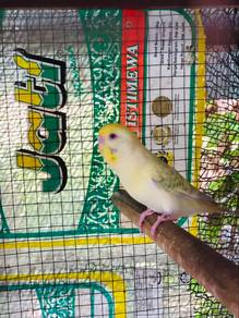 burung baji