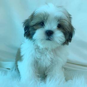 J0004 Shih Tzu Big Eyes Round Face Teddy Puppy