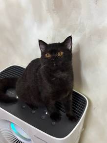 BSH Mixed Kitten