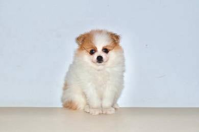 A22 Fluffy Pomeranian Dog