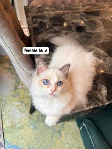 Pure Breed Ragdoll 