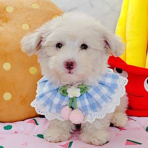 Maltipoo