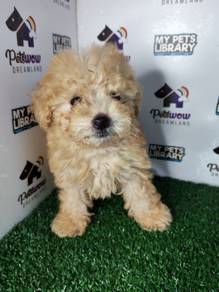 Tiny poodle teddy bear light brown