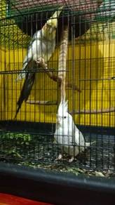 Cockatiel pair jinak matang