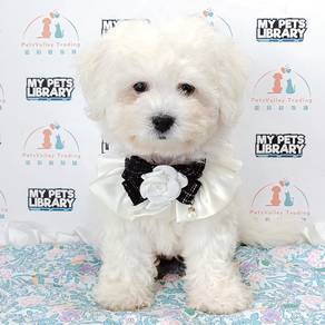 Bichon Frise