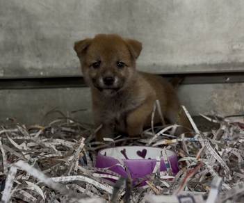 Shiba inu