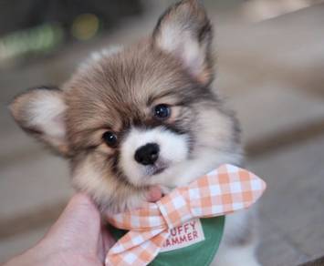 CORGI PUPPIES C207 🌻 cheeky Puppy Male~Female