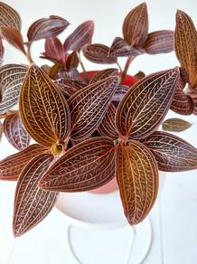 Ludisia discolor