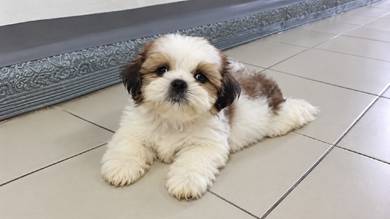 shihzhu