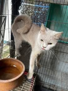 rehome BSH cat