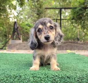 MINIATURE DACHSHUND Puppies 068 🐻 Female Rehome
