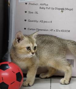 British Shorthair Kittens (Re-home)