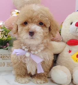Poodle