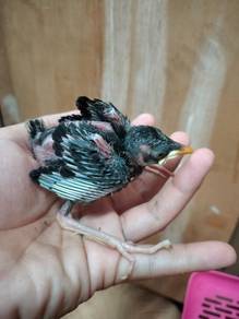 Burung jinak myna