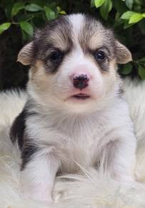 CORGI PUPPIES C114 Available Male & Female