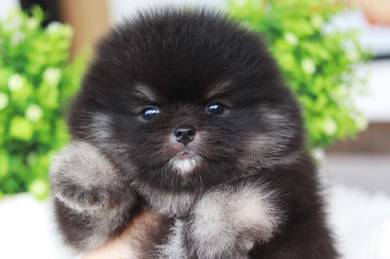 Pomeranian