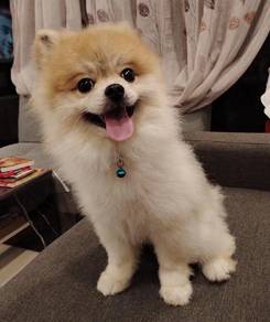 ori Pomeranian 