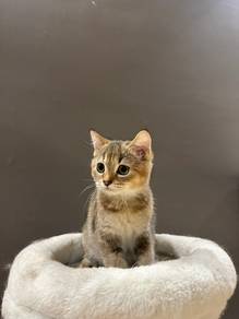KITTEN ( Golden Bsh )