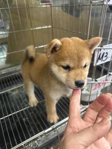 Shiba Inu Male Puppies 2mths old