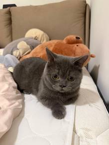 bristish short hair munchkin cat
