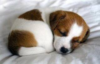 Jack Russell