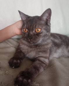 BRITISH SHORT HAIR mix PERSIAN
