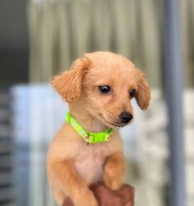 Adorable Goldendoodle Puppies Available – KL & JB
