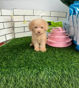 Poodle puppy