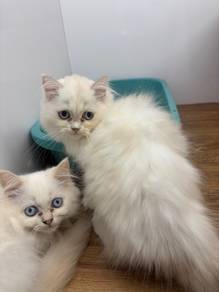 Kucing Persian Cat