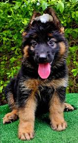 GERMAN SHEPHERD PUPPIES GSD199 🐻 Good structure