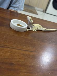 Crested gecko