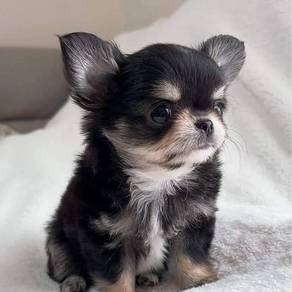 P001Y Chihuahua long haired black tan color puppy