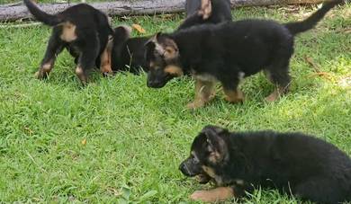 GERMAN SHEPHERD PUPPIES F43🐻 Beautiful Big Size