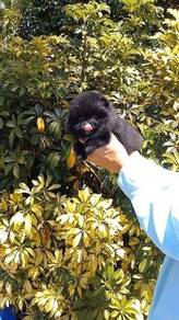 black color pomeranian 