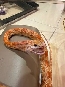 cornsnake