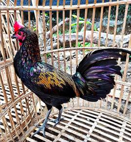 Ayam kampong