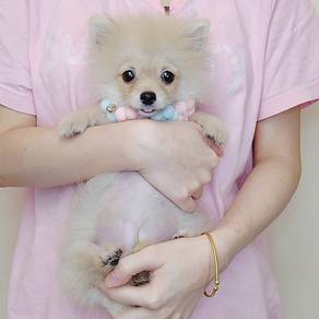 Pomeranian