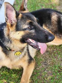 German Shepherd Dog for adoption 