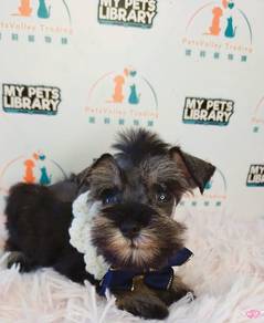Schnauzer