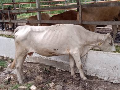 ibu Charolais dan anak betina
