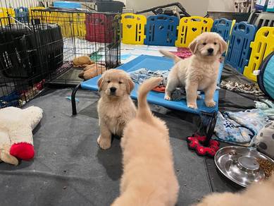 Beautiful Golden Retriever puppies Ready