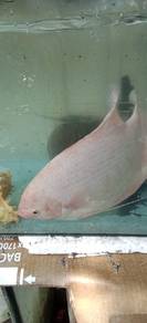 ikan kaloi albino mata hitam