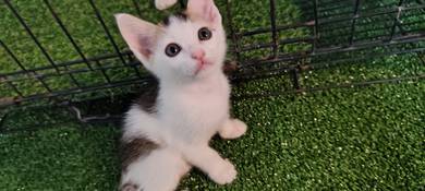 FREE tricolor Kitten 🐈 - 3 WEEKS OLD