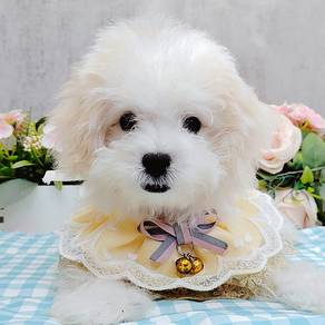 Maltipoo