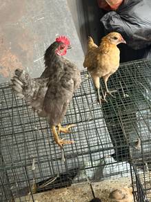 Ayam serama