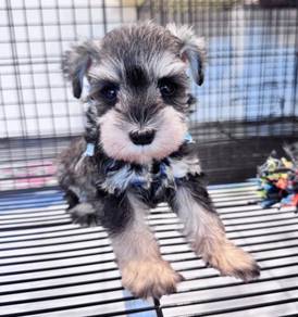 SCHNAUZER MINIATURE PUPPIES X69 🌻 雪纳瑞 Male