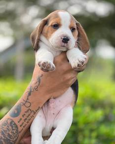 beagle male and  female 