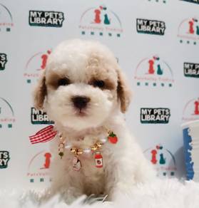 Toy Poodle
