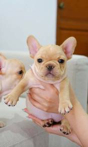 French Bulldog Puppy FB17
