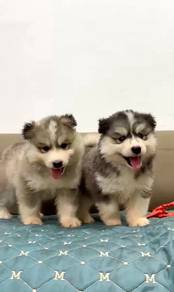 Husky wooly male and female